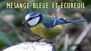 MESANGE BLEUE et ECUREUIL ROUX [upl. by Hiller26]