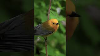 Prothonotary Warbler in Action wildlife wildlifephotography birdphotography [upl. by Keese541]