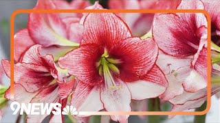 Paperwhites and amaryllis can brighten your winter garden [upl. by Ynnaej608]