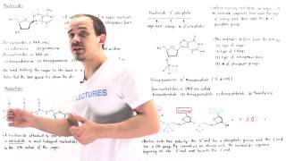 Nucleosides and Nucleotides [upl. by Eelymmij954]