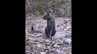 Rare footage of a Jaguarundi wild cat [upl. by Crellen]