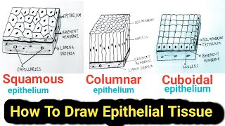 How to Draw Epithelial tissue Easy  Epithelial tissue drawing [upl. by Frager940]