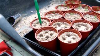 Bonsai Seed Propagation video 1  Update 2  quotPotting onquot [upl. by Adrian]