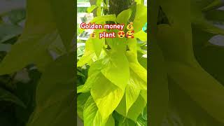 😍🧿o my baby golden money plant gardenshortspothos youtubeshortsnewshorts ytshortsmoneyplant [upl. by Araminta625]