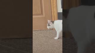 Kitten walking with the beat newmusic cat steadycam practice [upl. by Cimbura]