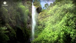 Nubes con aroma de café Bosques nublados  ECOSISTEMAS DE MÉXICO [upl. by Eldreeda]