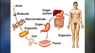 Tissues Organs and Systems [upl. by Sidhu]