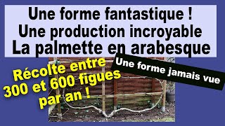 Figuier Une forme fantastique avec une production incroyable la palmette en arabesque [upl. by Sybley]