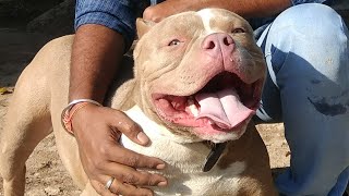 Dont Buy American Bully or buy watch this video to clear your mind Doggyz World [upl. by Abbotson401]