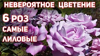 6 РОЗ  самые лиловые и голубые с атласными лепестками оттенка вечерней дымки и лаванды [upl. by Silliw]