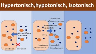 Hypertonisch  Hypotonisch  Isotonisch Konzentrationen von Lösungen  Klausurtipp  Biologie [upl. by Tnomed435]