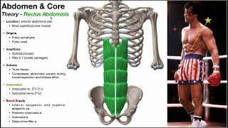 Anterior Abdomen Part 1  Intro Pyramidalis amp Rectus Abdominis [upl. by Dian350]