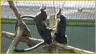 Saguinus midas  Linnaeus 1758  Cebidae  Tamarin aux mains rousses  BeauvalFrance  062019 [upl. by Novanod]