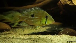 Geophagus taeniopareius [upl. by Yasmine]