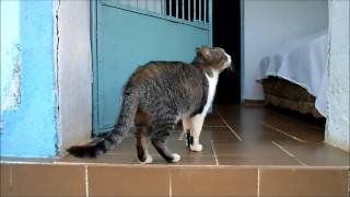 Typical Brazilian Shorthair Cat [upl. by Berghoff]