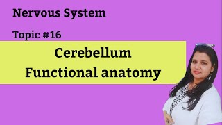 Cerebellum  Physiological anatomy [upl. by Conard737]