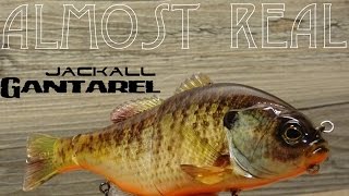 Almost real Jackall Gantarel bluegill swimbait [upl. by Nelleeus]