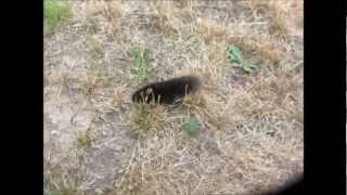 Watch Mole Run Above Ground [upl. by Uot]