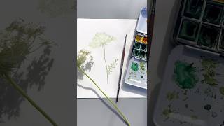 Carotte sauvage  Daucus carota  à l’aquarelle 🌿 [upl. by Pazit]