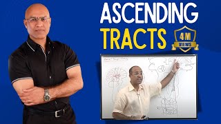 Spinothalamic Tract  Ascending Tracts  Spinocerebellar Tract  Neuroanatomy [upl. by Evannia]