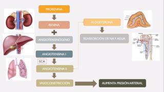 Sistema Renina Angiotensina Aldosterona [upl. by Gawain]