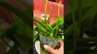 Propagation of orchid made easy [upl. by Attenborough287]