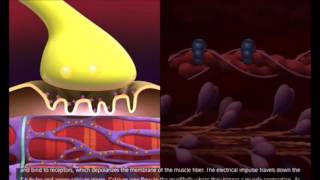 general mechanism of muscle contraction [upl. by Mandel]