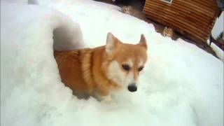 Corgi Snow Tunnel 2 [upl. by Novah]