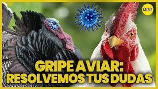 Gripe aviar en Perú Todo lo que necesitas saber ¿Afecta a los niños ¿No debo comer pavo [upl. by Nortyad]