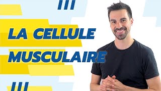 COURS DE TERMINALE SPÉCIALITÉ SVT CHAP16 LA CELLULE MUSCULAIRE UNE STRUCTURE SPÉCIALISÉE [upl. by Blithe99]