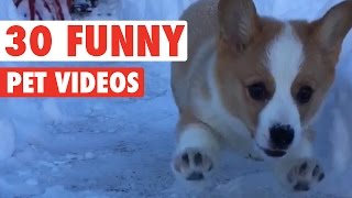 30 Funny Pet Videos Animal Compilation 2016 [upl. by Ahsenauq134]