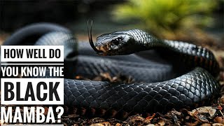 Black mamba  Description Characteristics and Facts [upl. by Enelrad]