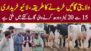 Malumor Mandi Latest Update  Cow Fresh Rates Update  Gay Kharidne Ka Tarika  Pk Janwar Mandi [upl. by Aimehs75]