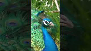 peafowl sounds call peafowl shorts birds [upl. by Nadeau432]