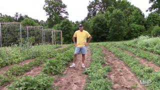 Purple Podded Peas  To plant or not to plant [upl. by Crocker925]