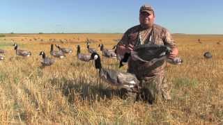 Canada Goose Hunting with White Rock Decoys [upl. by Des63]