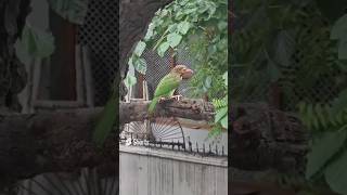 Brown  headed barbet 1153thshorts BLUESEA [upl. by Neerac]