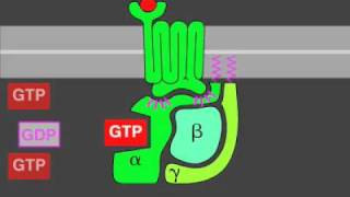 Gprotein signaling [upl. by Deth]