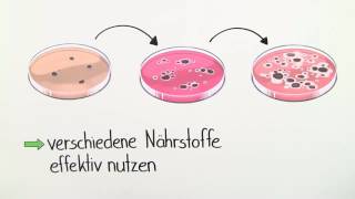 GENREGULATION  STEUERUNG DER GENEXPRESSION  Biologie  Genetik und Entwicklungsbiologie [upl. by Seibold]