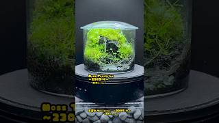 Moss Terrarium ～23054～ コケリウム shorts terrarium 苔テラリウム 苔 moss 苔 [upl. by Lingwood]