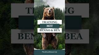 Medical Training mit Benno und Bea animals animaltraining zootiere [upl. by Anneiv18]