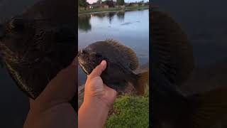 Big pan fish fishing pondfishing panfish rattletrap lurefishing fish sportfishing [upl. by Center]