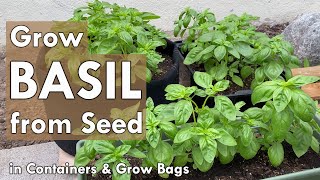 How to Grow Basil from Seed in Containers  from Seed to Harvest [upl. by Fante]