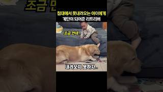 침대에서 못내려오는 아이에게 계단이 되어준 리트리버 [upl. by Let]