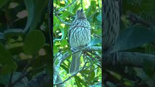 Female Figbird in Queensland shorts [upl. by Assilac]