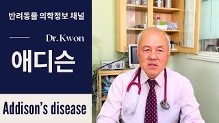 16  애디슨  Addison’s disease  LA Pet Care Dr Kwon반려동물 의학정보 채널 [upl. by Oidiple]