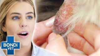 Will Vet Pop Cyst On Dogs Neck  Bondi Vet [upl. by Yila]