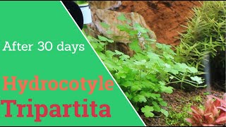 Hydrocotyle tripartita planting and 30 days growing [upl. by Ylim]