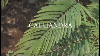 ROLE OF CALLIANDRA TREES IN REFORESTATION METHOD OF HINELEBAN FOUNDATION [upl. by Deb]