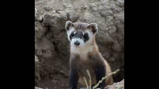 Black Footed Ferret [upl. by Seldon]